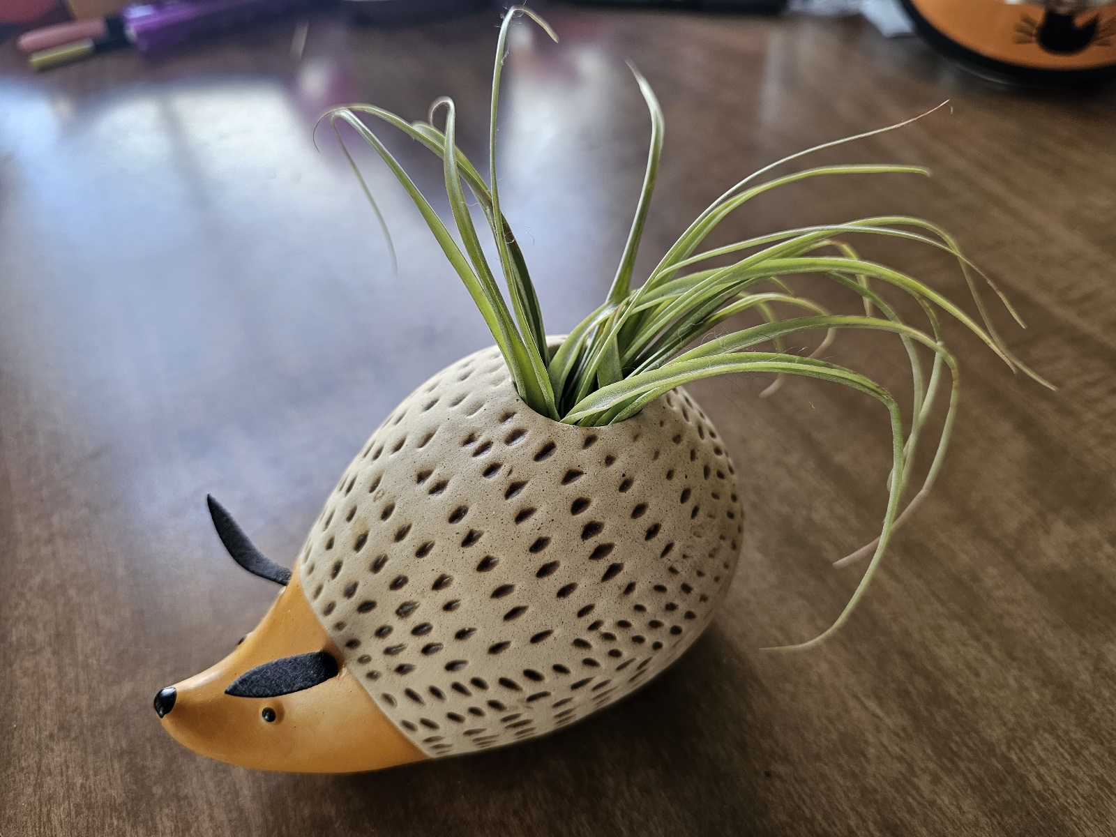 air plant photo