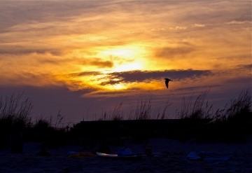 Bird in Sunset